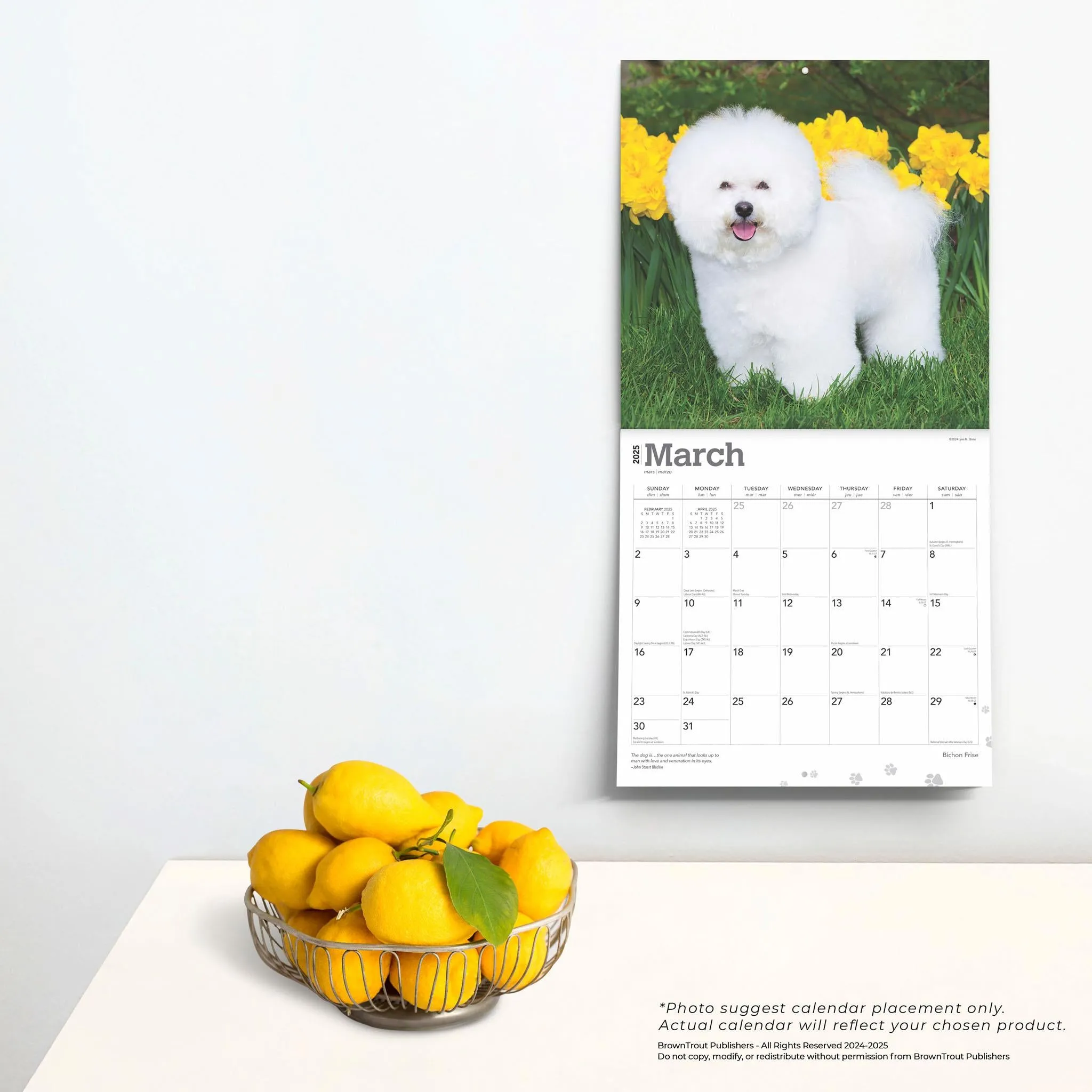 Bichon Frise Wall 2025 Calendar