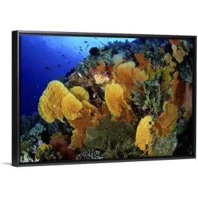 "Coral Garden with Sea Fans at Flinders Reef, Coral Sea" Black Float Frame Canvas Art